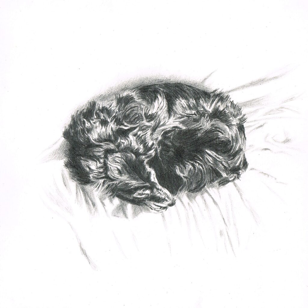 Dessin crayon chien