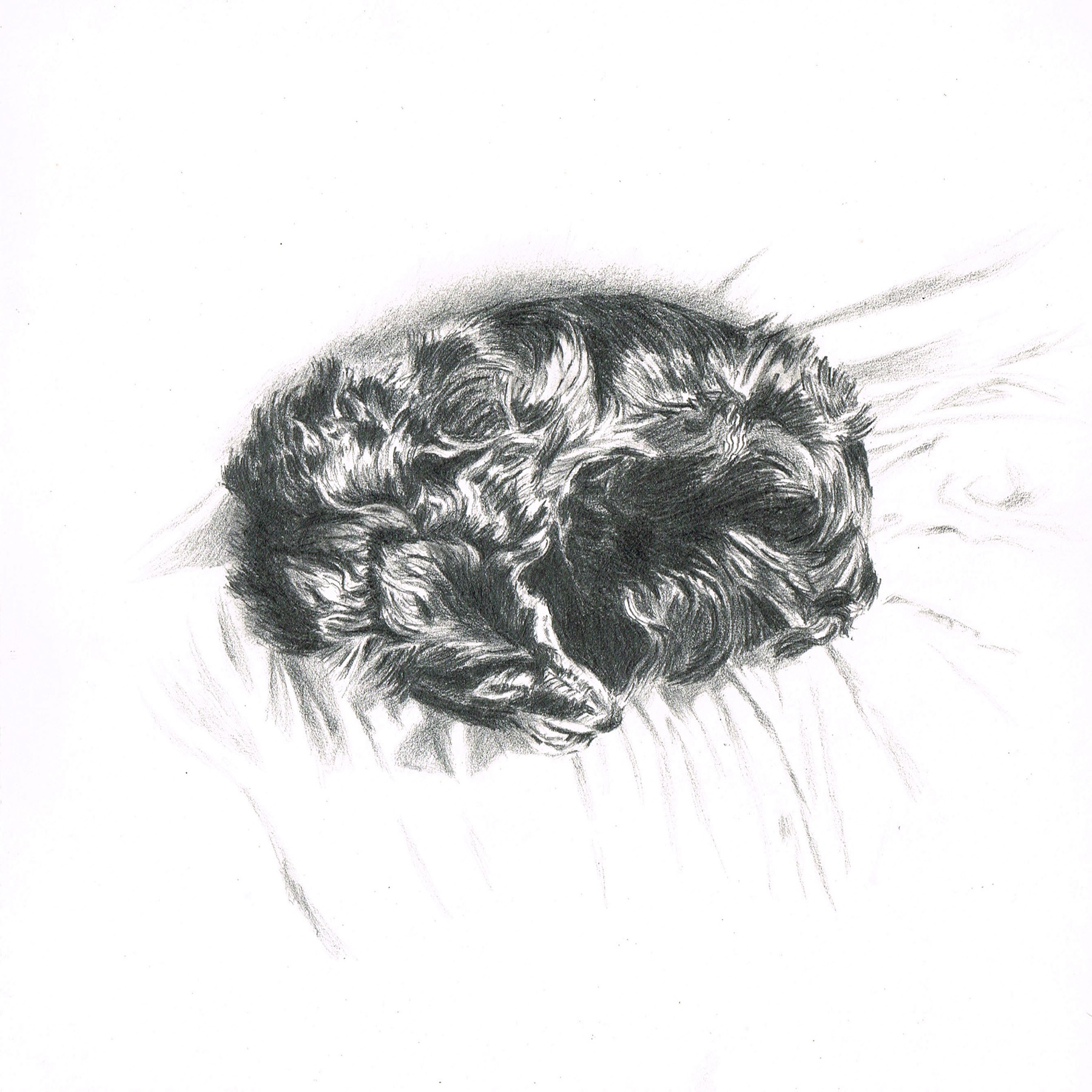 Dessin crayon chien