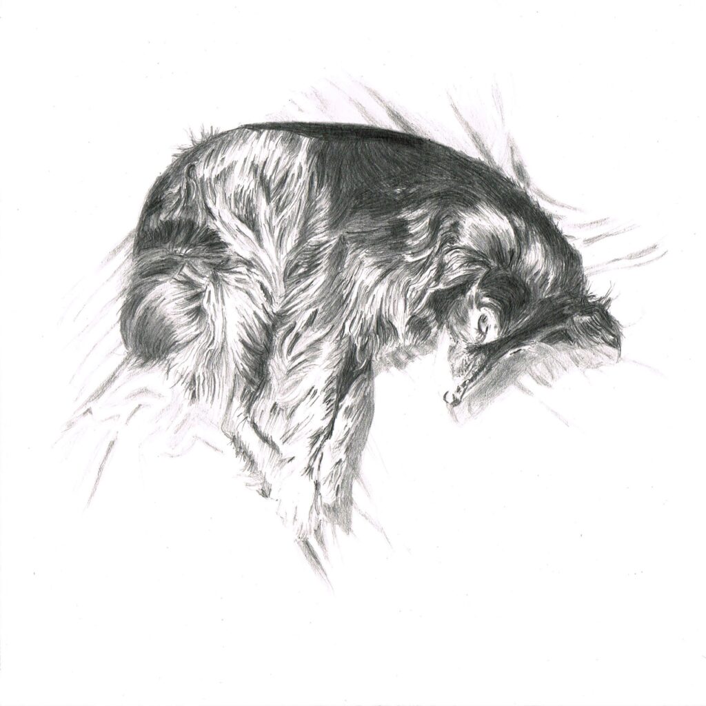 Dessin crayon chien