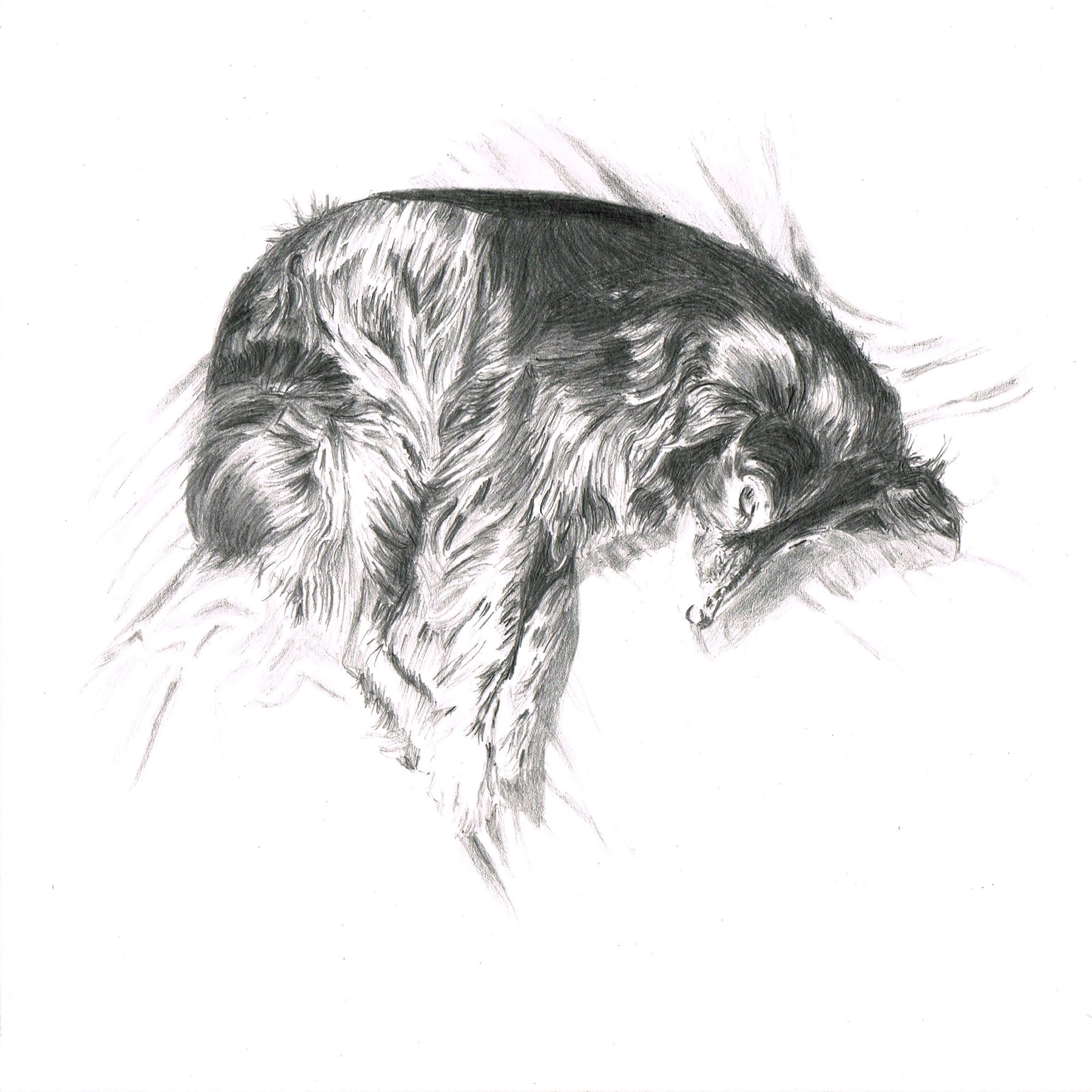 Dessin crayon chien