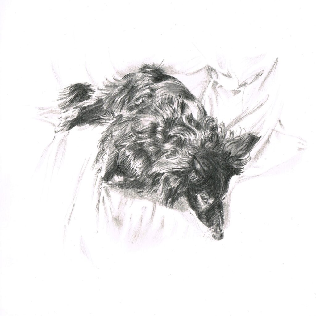 Dessin crayon chien