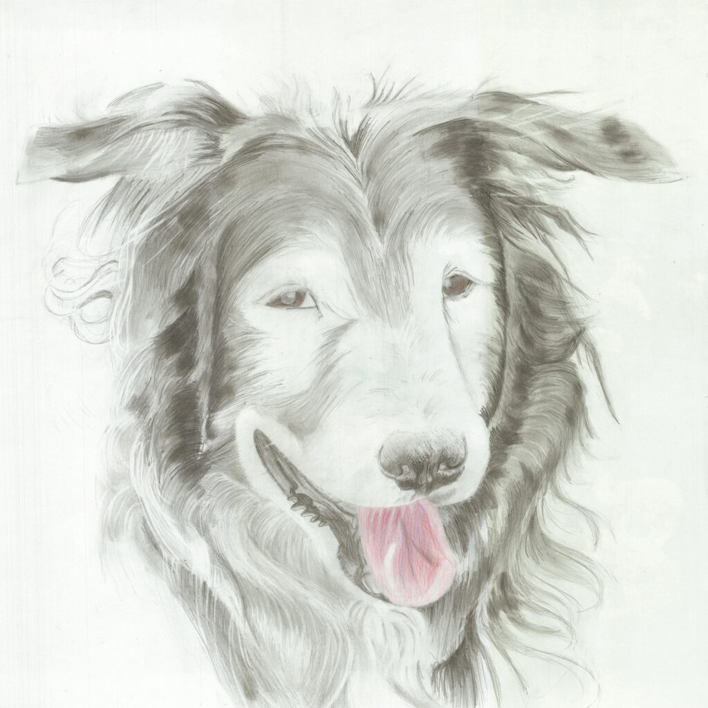 Chien dessin crayons de couleur